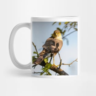 Eurasian sparrowhawk, Accipiter nisus Mug